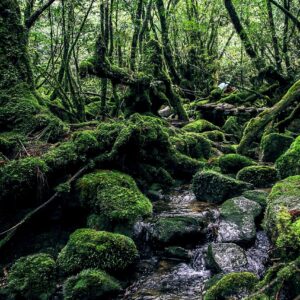 yakushima, green, natural, natural heritage, mystery, forest, yakushima, yakushima, yakushima, yakushima, yakushima Go Japan Now - Explore & Experience Japan