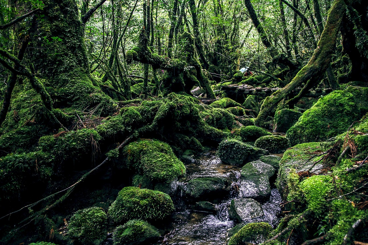 yakushima, green, natural, natural heritage, mystery, forest, yakushima, yakushima, yakushima, yakushima, yakushima