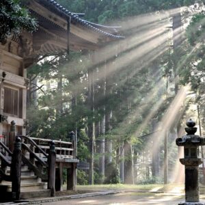 sun rays, forest, koyasan temple, fog, sun beams, trees, japan, japan, nature, Go Japan Now - Explore & Experience Japan