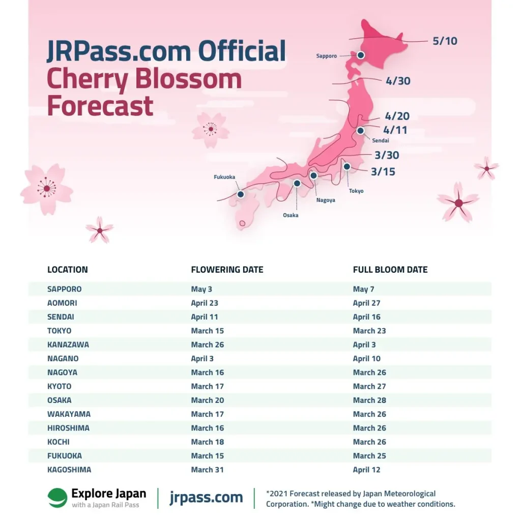 Cherry blossoms (sakura) in Japan