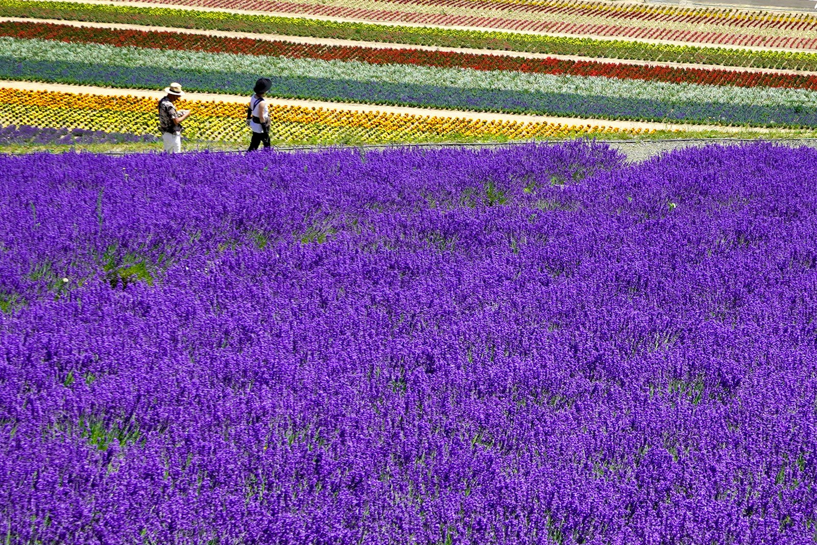 2 person walking on purple flower field during daytime
