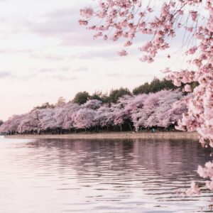 cherry blossom trees Go Japan Now - Explore & Experience Japan