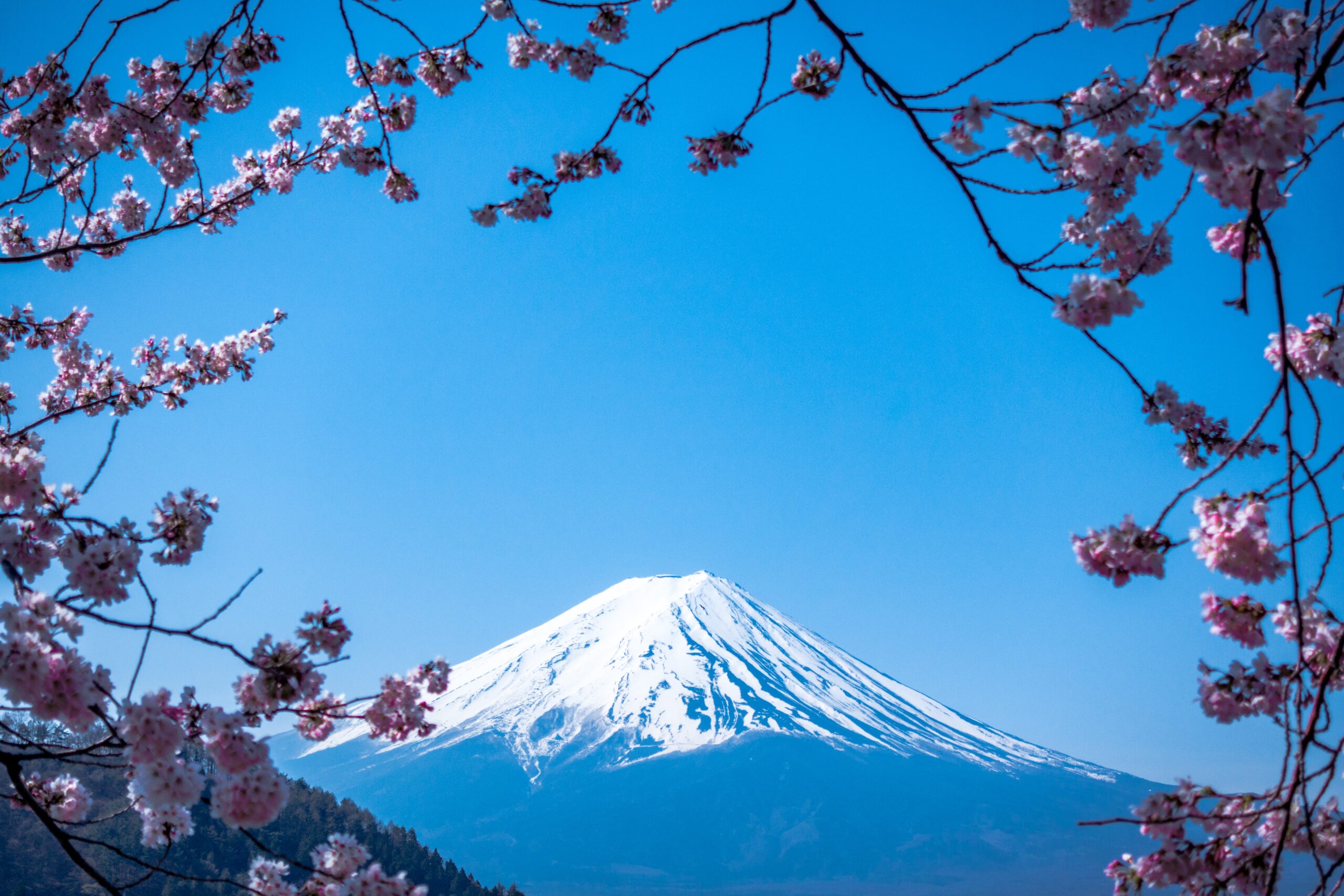 Mt. Fuji, three stars in the Michelin Green Guide — the snow-capped summit seen through cherry blossom