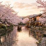 Cherry blossoms in full bloom along a Kyoto canal at golden hour with traditional houses and boats