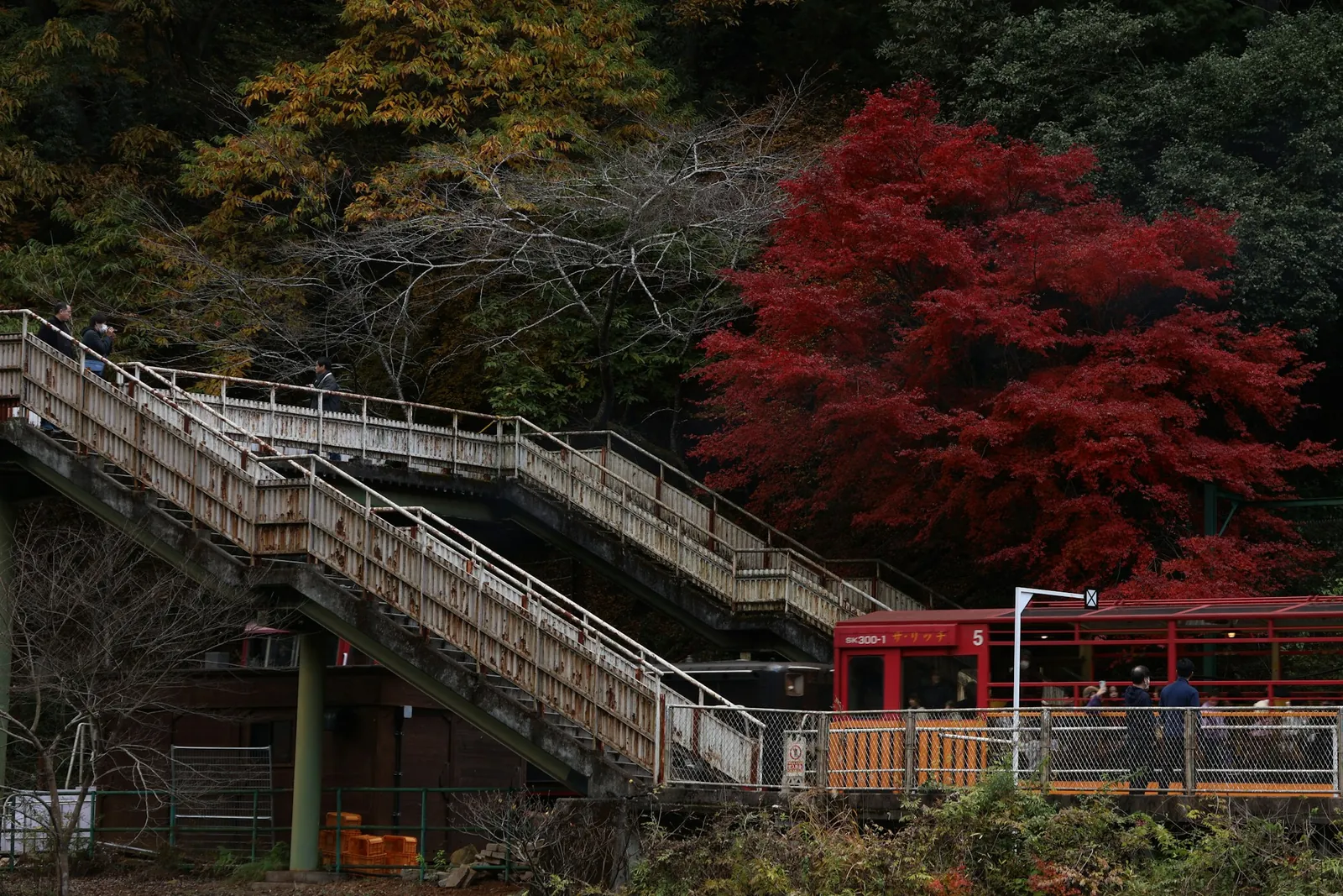A sightseeing train stopped at the Hozukyo torokko station in Kyoto, under red maples
