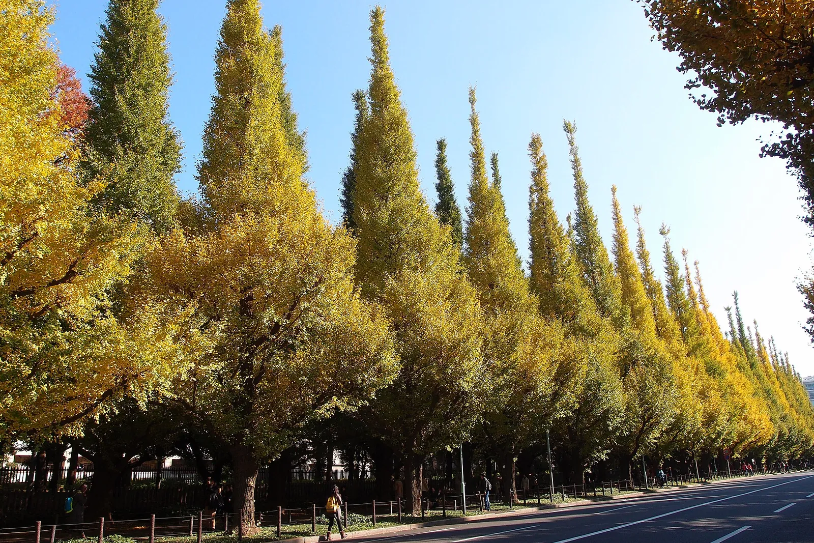 The yellow ginkgo avenue at Meiji Jingu Gaien in Tokyo, running into the distance along the sidewalk