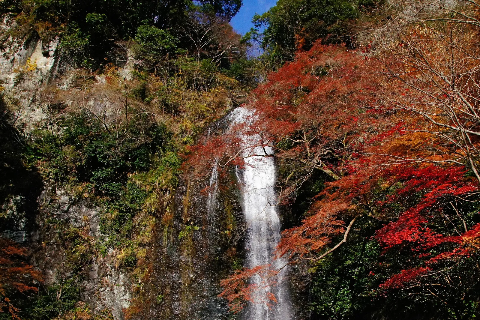 Minoh Falls in Osaka dropping past red maple leaves