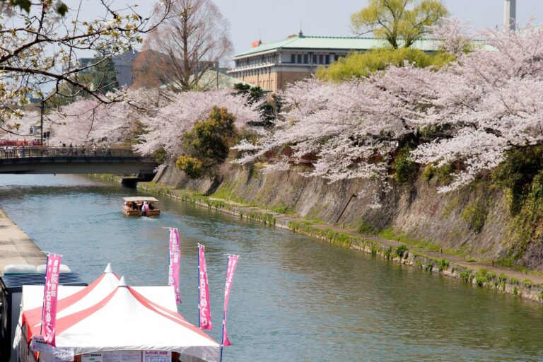 Cherry blossoms in full bloom along a Kyoto canal at golden hour with traditional houses and boats